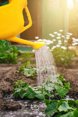 Watering the garden from the plastic watering can. A man's hand holds a watering can over the...