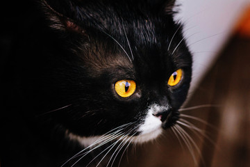 British cat with yellow eyes. Gray white color.