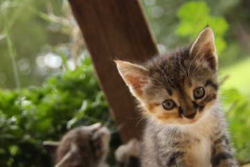 Obraz premium Adorable Kitty