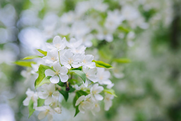 Flowering of the apple tree in the garden. White flowers on a tree