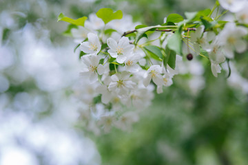 Flowering of the apple tree in the garden. White flowers on a tree