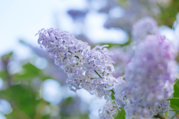 The flowering of lilacs in the garden. Violet flowers on a tree