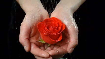 Girl's palms holding wet ruby-red rose under rain