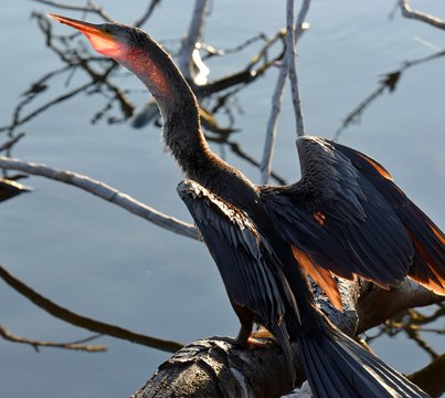 Perched Comorant Drying Wings in Late Afternoon Sun