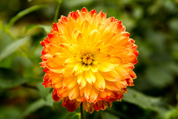 Yellow Chrysanthemum flowers