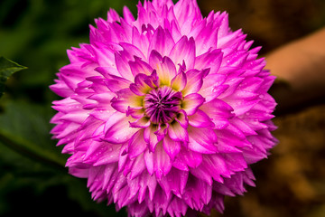 Obraz premium Pink Chrysanthemum flowers