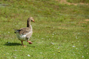 Lonely duck on green grass.