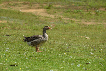 Lonely duck on green grass.