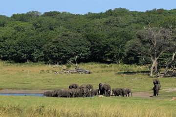 Naklejka premium Słonie, Park Narodowy Hwange, Zimbabwe