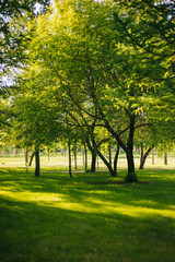 Nature in the park. Green trees in the garden.