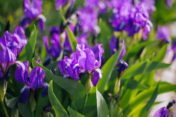 Flowers violet irises. irises grow on the flower bed