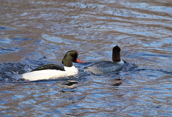 male and female common mergansers (goosander, Mergus merganser) swimming in the water