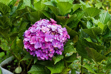  Hortensia flower sumer nature