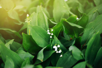 Obraz premium Flowering of lily of the valley. Green leaves. Lilies of the valley in the garden