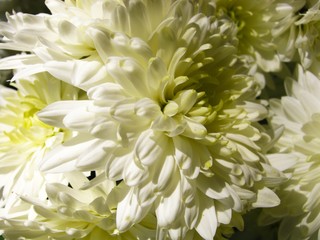 White chrysanthemum flower in the sun rise