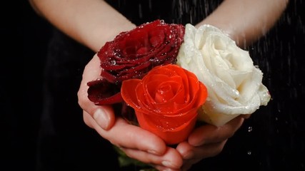 Girl's hands holding three colorful wet rose heads  under rain 