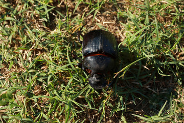 Dung beetle, Hwange National Park, Zimbabwe