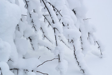 thin branches of the tree fell down under the weight of a thick layer of snow