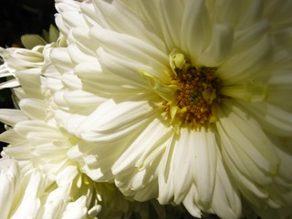 White chrysanthemum flower in the sun rise