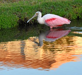 Graceful Roseate Spoonbill At Sunset