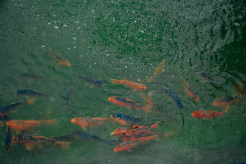 Red fish swim in the pond. Trout in the emerald water.
