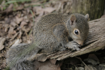 Curious Baby Squirrel