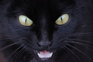 Angry Black Cat