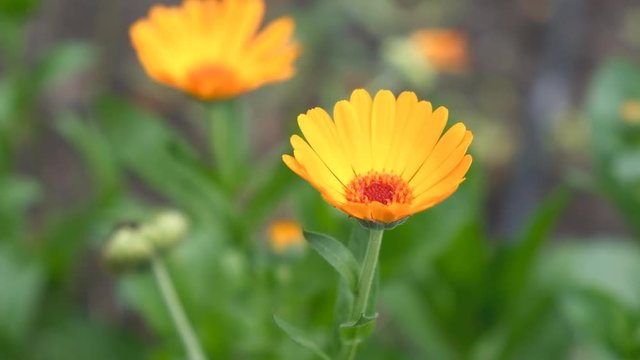 calendula bloomed in the fall in the garden