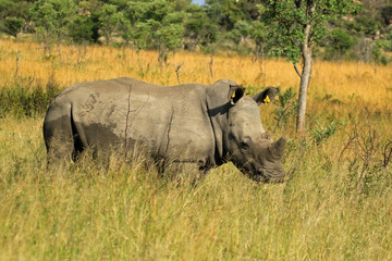 Obraz premium White rhino, Matobo National Park, Zimbabwe