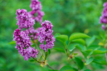 Blooming pink lilac flowers