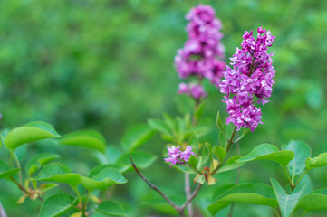 Blooming pink lilac flowers