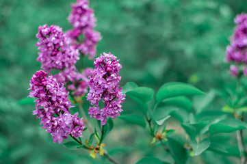 Obraz premium Blooming pink lilac flowers