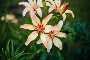 Beautiful lilies grow in the garden