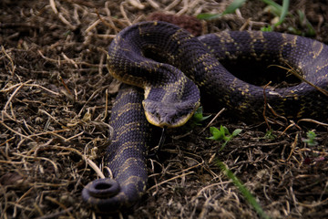 Fiesty Hognose Snake