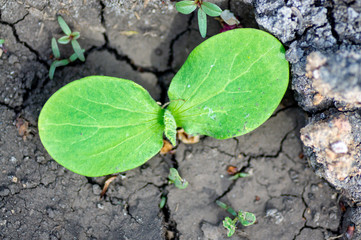 watermelon sprout in the garden