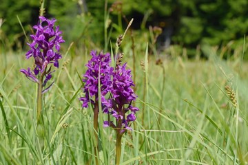 Dactylorhiza majalis - endangered spiece of wild orchid