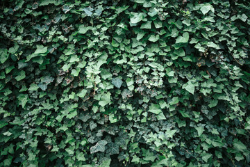 ivy texture, green ivy wall