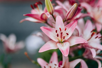 Pink lilies grow in the garden. Beautiful big flowers