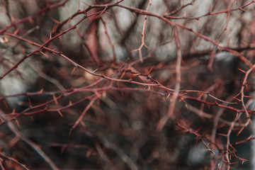 branches with spikes. Texture