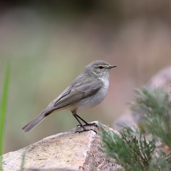 Common Chiffchaff 