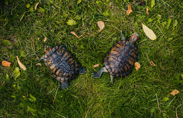 turtle with red ears on the green juicy grass in the park