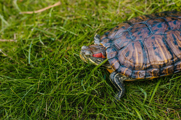 turtle with red ears on the green juicy grass in the park