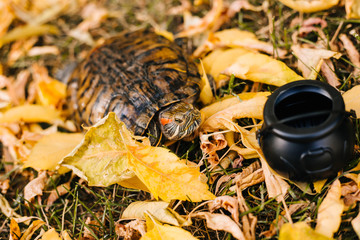 red-eared turtle with a pumpkin and a cauldron. Turtle on autumn leaves with a witch's cauldron and a scary pumpkin for Halloween