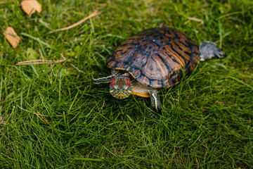 turtle with red ears on the green juicy grass in the park