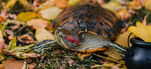 red-eared tortoise on autumn leaves with witch cauldron for Halloween