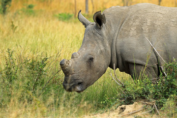 Obraz premium White rhino, Matobo National Park, Zimbabwe