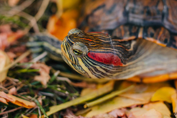 red-eared turtle on autumn leaves.