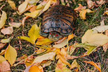 red-eared turtle on autumn leaves.