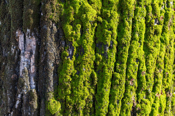 texture of bark of a tree