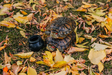 red-eared tortoise on autumn leaves with witch cauldron for Halloween